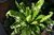 Asplenium Maceta N°15