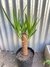 Yucca palo Envase 5lts