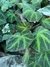 Begonia brasilera
