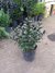 Hebe morada envase 3 lts. - comprar online