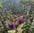 Hebe morada envase 3 lts.