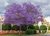 Jacarandá