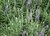 Lavanda dentata envase 3 lts.