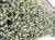 Jazmin de Leche (trachelospermum jasminoides) envase 3 lts. en internet