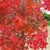 Liquidambar - comprar online