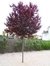 Ciruelo de Jardín (Prunnus Pisardii)