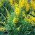 Cytissus envase 5lts