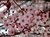 Ciruelo de Jardín (Prunnus Pisardii) - comprar online