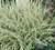 Thulbagia variegada envase 3 lts. - comprar online