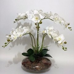 Riqueza de Orquídeas Phalaenopsis