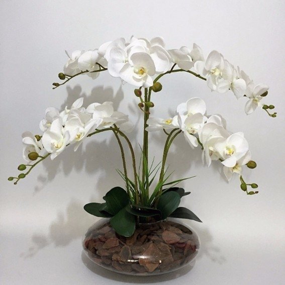 Riqueza de Orquídeas Phalaenopsis - CR Flores