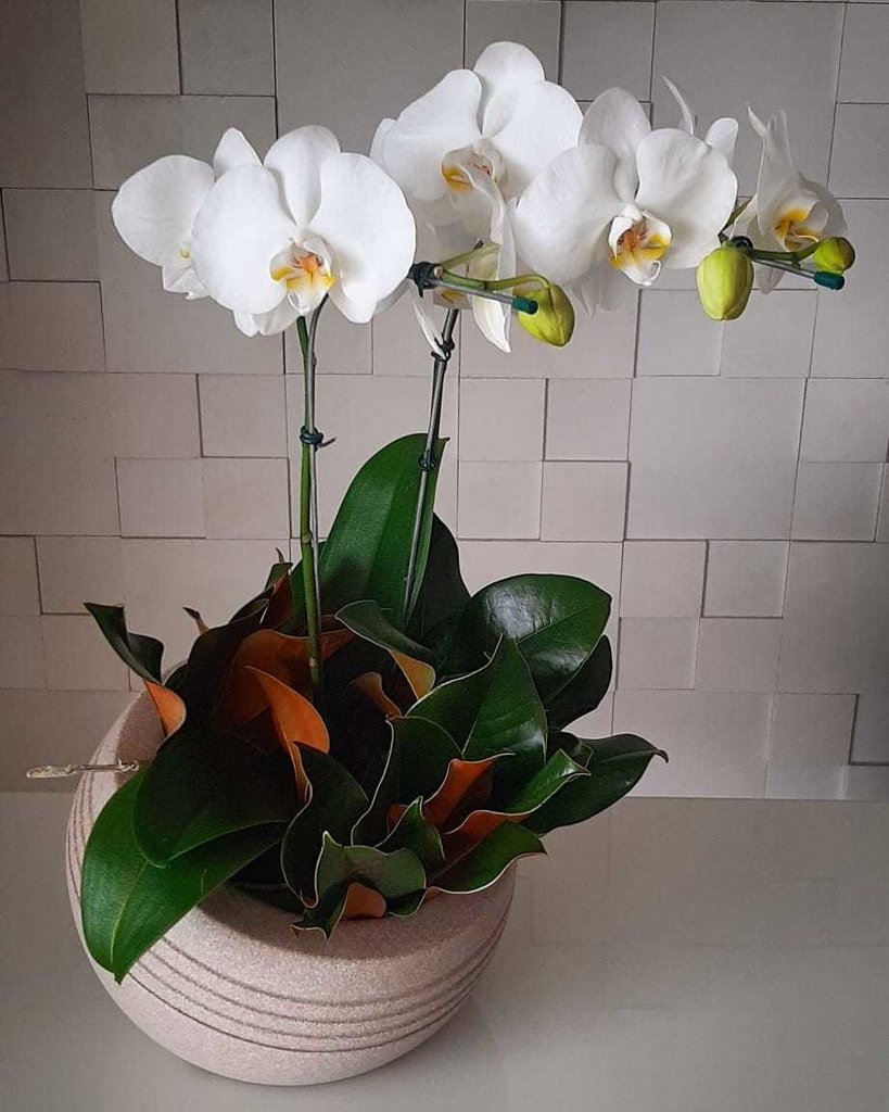 Luxo Orquídeas Phalaenopsis - Comprar em CR Flores