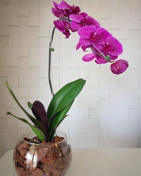 Linda Orquídea Phalaenopsis - Comprar em CR Flores