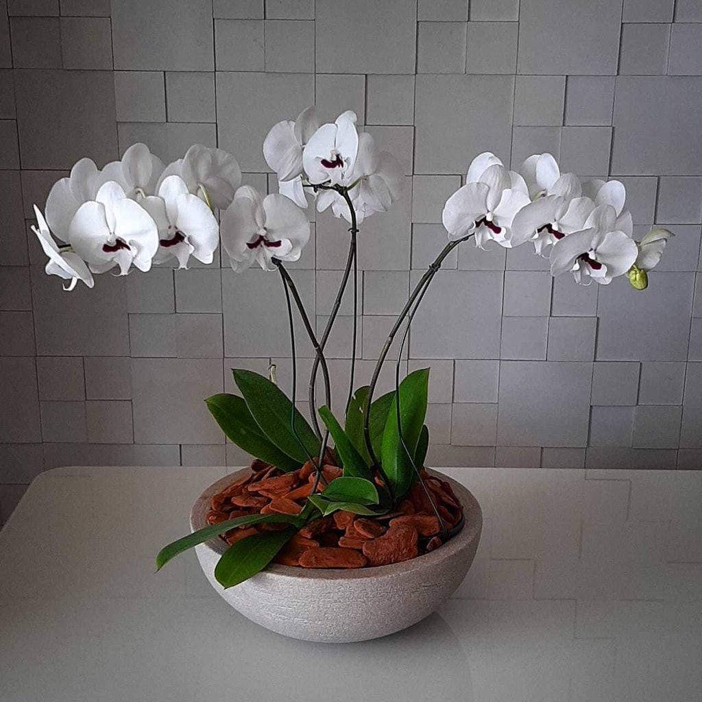 Luxuosas Orquídeas Phalaenopsis - Comprar em CR Flores