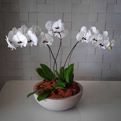 Luxuosas Orquídeas Phalaenopsis