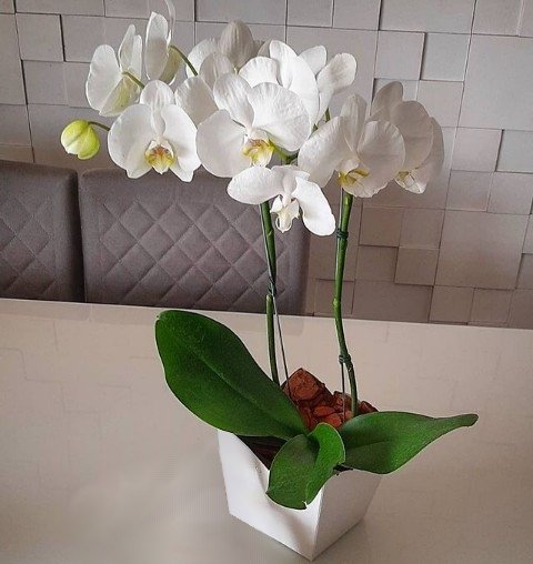 Bela Orquídea Phalaenopsis - Comprar em CR Flores