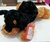 PELUCHE PERRO 30CM