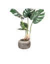 Planta Monstera Deco