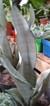Sansevieria Queen (plateada) - 1L - tienda online