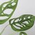 Philodendro peruviana "MONSTERA PERUVIANA" o "ADANSONII" 4L con tutor en internet