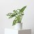 Philodendro peruviana "MONSTERA PERUVIANA" o "ADANSONII" 4L con tutor
