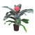 Aechmea Fasciata - M15 - comprar online