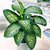 Dieffembachia Tropic Alex - M15