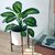 Dieffembachia Tropic Alex - M15 en internet