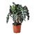 Alocasia Amazonica - comprar online