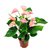Anthurium Andraeanum Millon Flo - Maceta Premium - comprar online