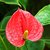 Anthurium Andraeanum "Rojo" en internet