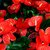 Anthurium Andraeanum "PREMIUM NEGRO" - M14 - tienda online