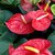 Anthurium Andraeanum "PREMIUM NEGRO" - M14