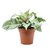Aphelandra Squarrosa - blanca- M13 - comprar online