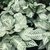 Aphelandra Squarrosa - blanca- M13 en internet