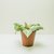 Aphelandra Squarrosa - blanca- M13 - FILOMENA