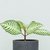 Aphelandra Squarrosa - blanca- M13