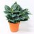 Aphelandra Squarrosa - Verde - M15 - comprar online