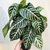 Aphelandra Squarrosa - Verde - M15 en internet
