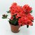Azalea Doble - comprar online
