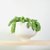 Sedum Morganianum "COLA DE BURRO" - b18 - comprar online