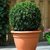 Buxus Sempervirens "ESFERA" en internet