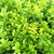 Buxus Sempervirens "ESFERA" - FILOMENA