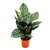 Calathea Ornata - M15 - comprar online
