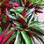 Calathea Stromnte Tricolor - M21 - FILOMENA