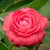 Camelia Japonica en internet