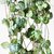 Ceropegia Woodii Variegada "COLLAR DE CORAZONES O ROSARIO DE CORAZONES"
