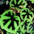 Begonia Masoniana "BEGONIA BRASIL"