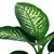 Dieffembachia Tropic en internet