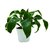 Dracena Dorada - M15 - comprar online